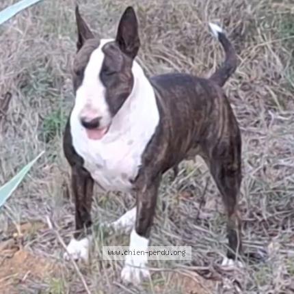 Photo 1/1 Vayka Chien perdu à Beaucaire