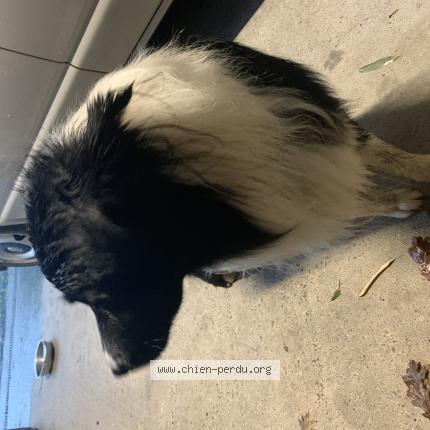 Photo 1/1 Chien retrouvé Trouvé à Landivisiau