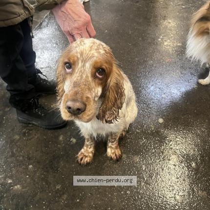 Photo 1/1 Chien retrouvé Trouvé à Fontenay sous bois