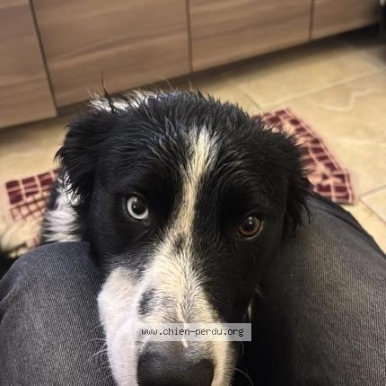 Photo 1/1 Chien retrouvé Trouvé à Charencey