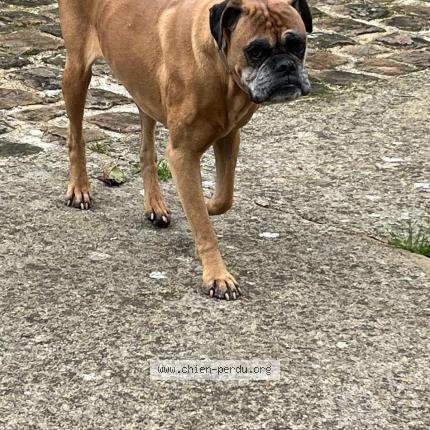 Photo 1/1 Chien retrouvé Perdu à La ferte beauharnais