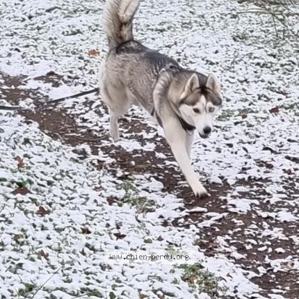 Photo 1/1 Saïka Chien perdu à La boissiere de montaigu