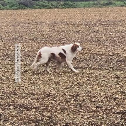 Photo 1/1 Chien trouvé Trouvé à Ruffec