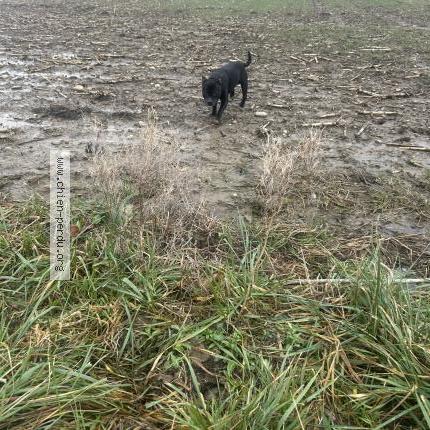 Photo 1/1 Chien trouvé Trouvé à Ornex