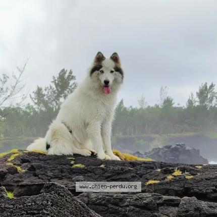 Photo 1/1 Taki Chien perdu à Piton Ste Rose