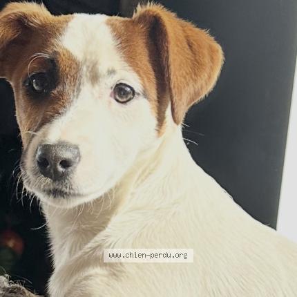 Photo 1/1 Belle Chien perdu à Pierrelaye