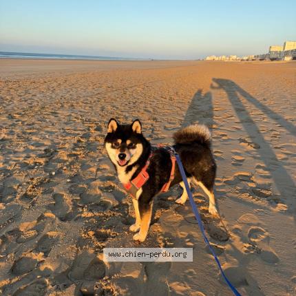 Photo 1/1 Chien retrouvé Perdu à Nogent sur marne