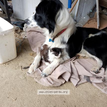 Photo 1/1 Pepito Chien perdu à Naves
