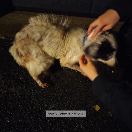 Photo 1/1 Chien trouvé Trouvé à Doullens