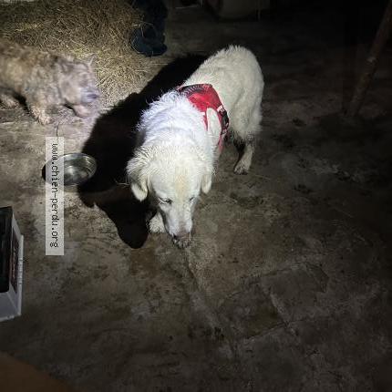 Photo de chien trouvé à Bersee