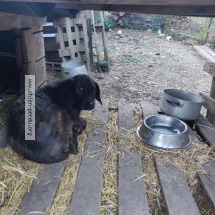Photo de chien trouvé à Sospel
