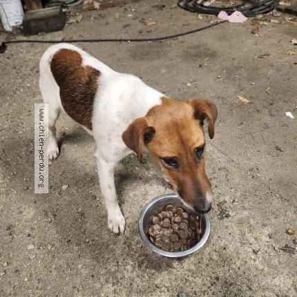 Photo 1/1 ALTO Chien perdu à Rive en loir en anjou