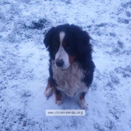 Photo de chien perdu à Rom