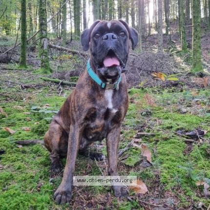 Photo 1/1 Chien retrouvé Perdu à Saint front sur lemance