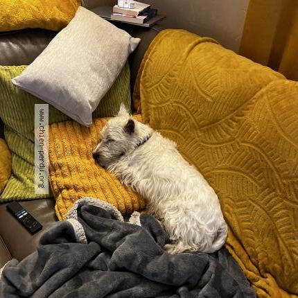 Photo 1/1 Chien retrouvé Perdu à Saint cyr sur loire