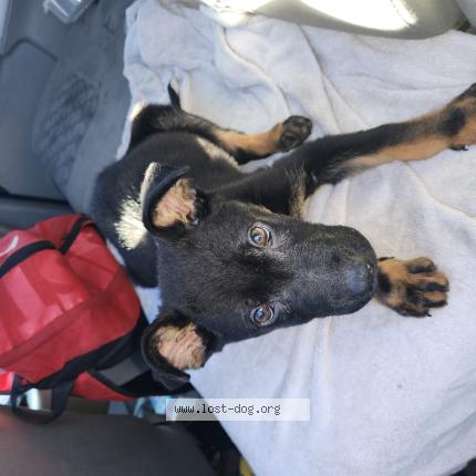 Photo de chien trouvé à Sacramento