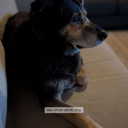 Photo 1/1 Lucky Chien perdu à Cadillac sur garonne