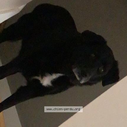 Photo 1/1 Mya Chien perdu à Saint pere en retz