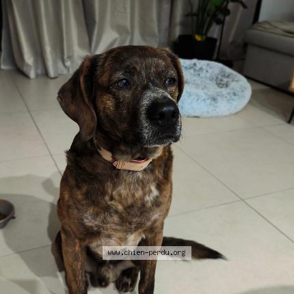 Photo 1/1 Chien retrouvé Trouvé à Ajaccio