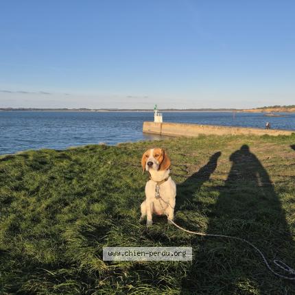 Photo 1/1 Chien retrouvé Perdu à Nort sur erdre