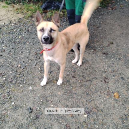 Photo de chien trouvé à La Jarrie