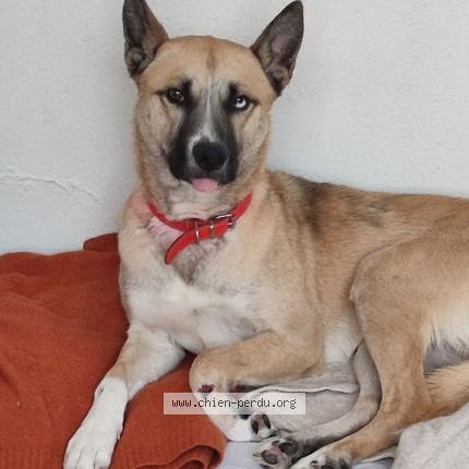 Photo 2/2 Chien retrouvé Trouvé à La jarrie