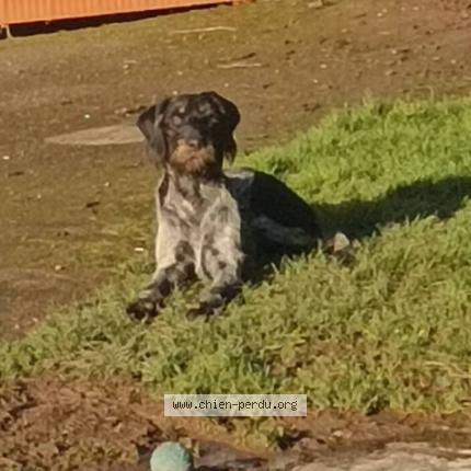 Photo 1/2 Chien retrouvé Perdu à Tilleul othon