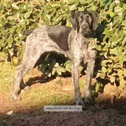 Photo 2/2 Chien retrouvé Perdu à Tilleul othon