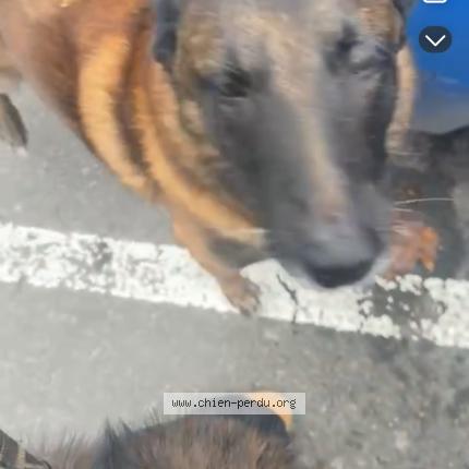 Photo 1/1 Chien trouvé Trouvé à Vitry sur seine