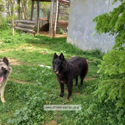 Photo 1/1 DIVINE Chien perdu à Rompon