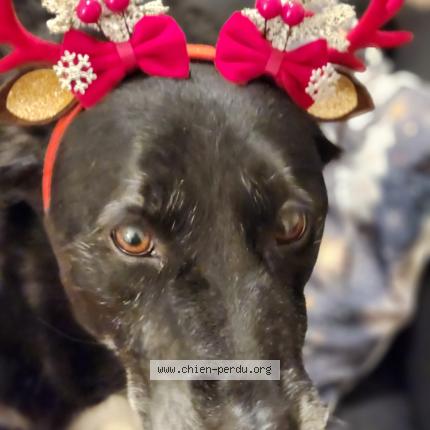 Photo 1/1 Mya Chien perdu à Saint pere en retz