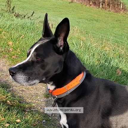 Photo 1/1 Chien retrouvé Perdu à Margon