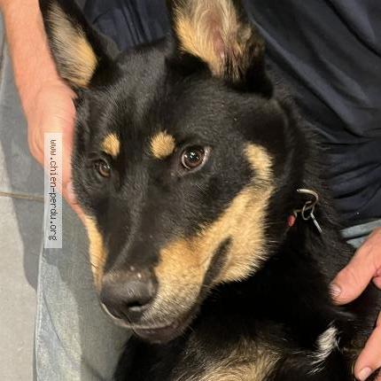 Photo 1/1 Arsouille Chien perdu à Saint emilion