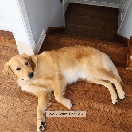 Photo 1/1 brunn Chien perdu à Montreal