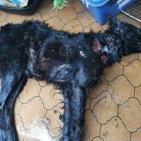 Photo de chien trouvé à Pinsaguel