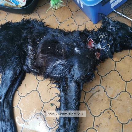 Photo de chien trouvé à Pinsaguel