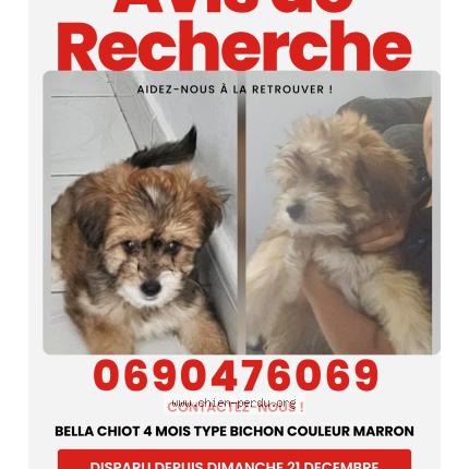 Photo 1/1 Bella Chien perdu à Le Moule