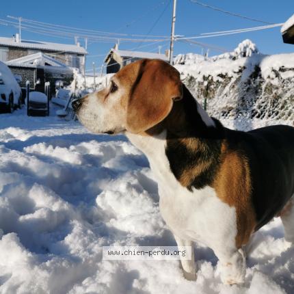 Photo 1/1 Chien retrouvé Perdu à La rochelle