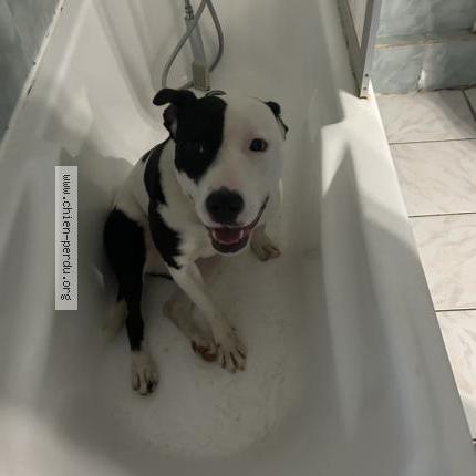 Photo 1/1 Nova Chien perdu à Vers gievre un peut vers la fore