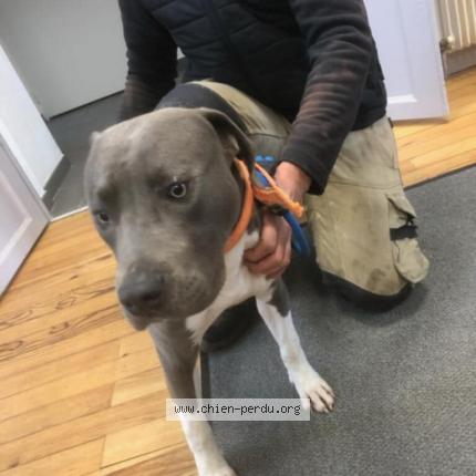 Photo 1/1 Chien trouvé Trouvé à Villegouge