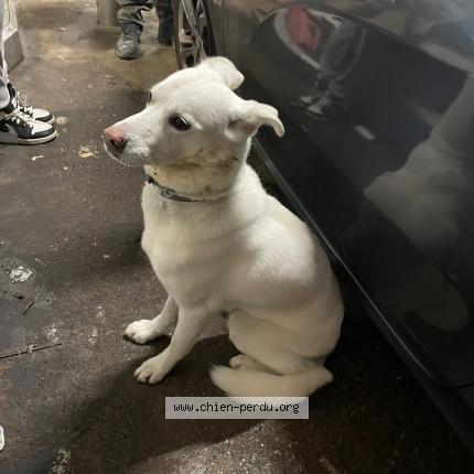 Photo 1/1 Chien retrouvé Trouvé à Clichy sous bois