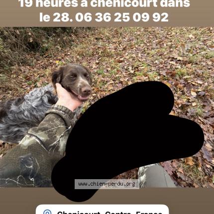 Photo 1/1 Artis Chien perdu à Villiers le morhier