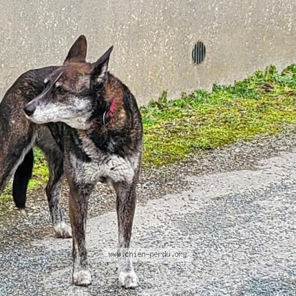 Photo 1/1 Chien retrouvé Trouvé à Badecon le pin