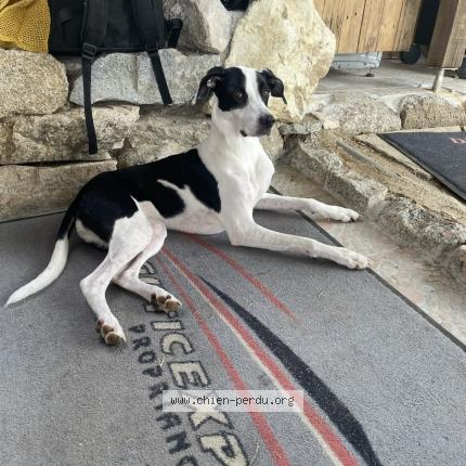 Photo 1/1 Chien retrouvé Perdu à Marseilel