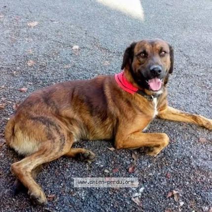 Photo 1/1 Ribellu Chien perdu à St jory de chalais