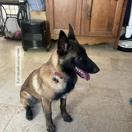 Photo de chien trouvé à Brignoles