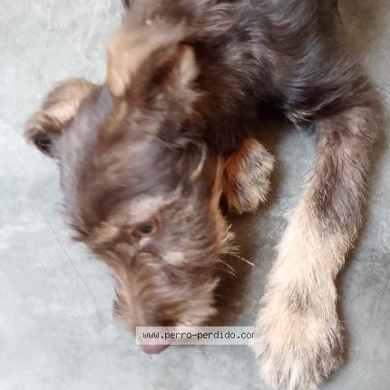 Photo de chien trouvé à Lima