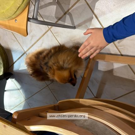 Photo de chien trouvé à Milly Lamartine