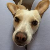 Photo de chien perdu à Saint Uze