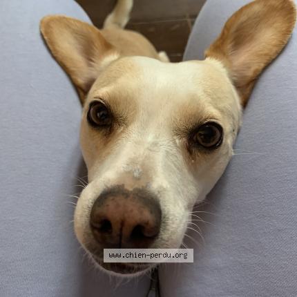 Photo 1/1 Neige Chien perdu à Saint uze